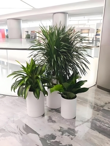 宁波江北植物租摆哪家好